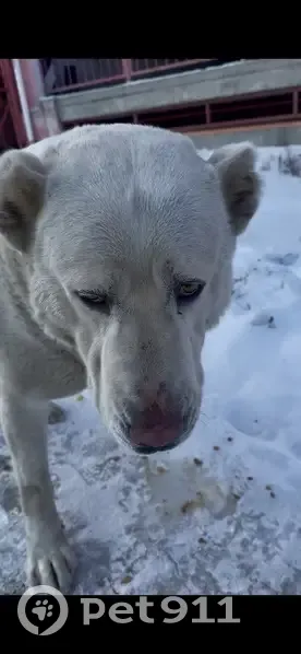 Знайдено алабая: добрий велетень у Києві - photo