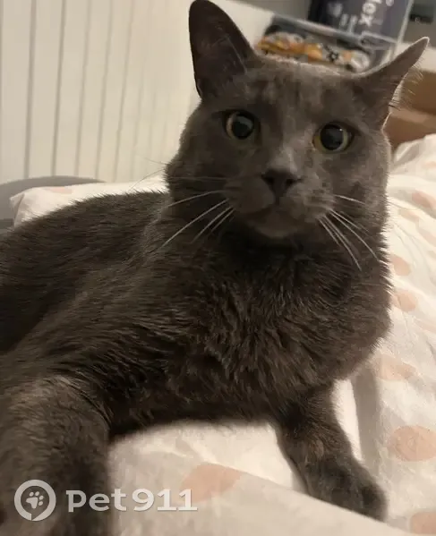 Chat perdue à Saint-Étienne, tache grise - photo