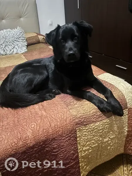 Cachorro labrador en adopción en Estepa - photo