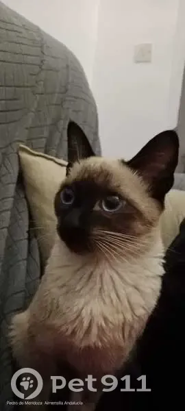 ¡Gata Perdida en Almensilla! 8 Meses, Asustada - photo