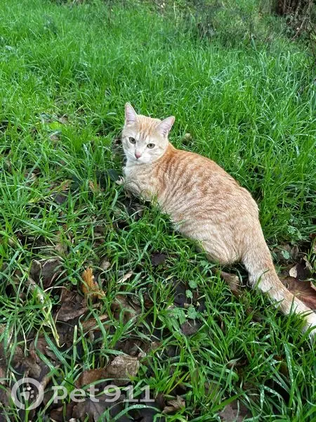 Chat tigré roux perdu à Couëron - photo