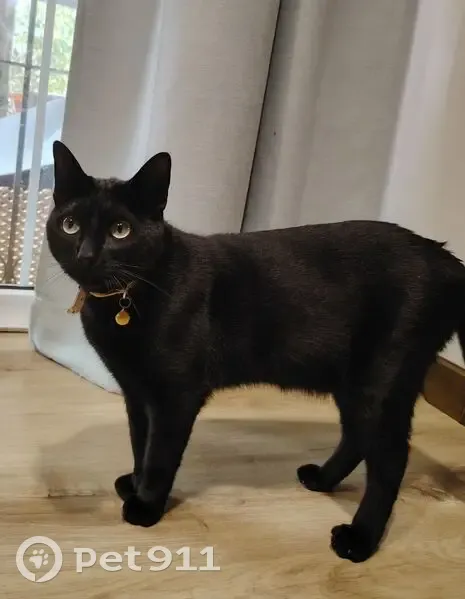 Gato Negro Perdido en Vejer: Cariñoso y Castrado - photo