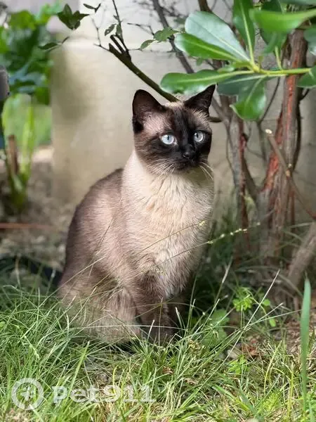 Chatte croisée Siamois perdue à Jurançon - photo