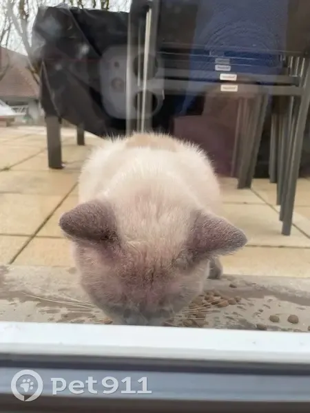 Chat trouvé miaulant à Val-Sonnette - photo