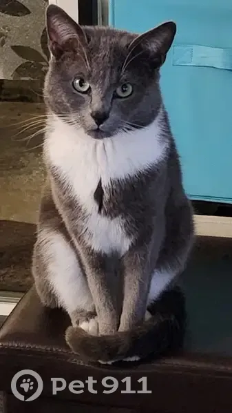 Chat gris et blanc perdu à Sallaumines - photo
