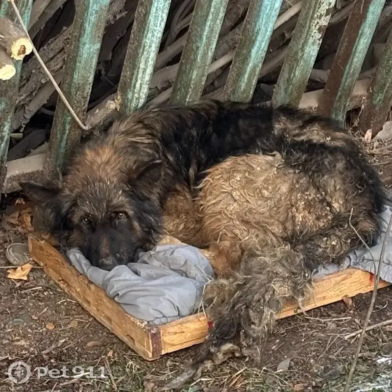 Знайдена довгошерста вівчарка в Дніпрі - photo