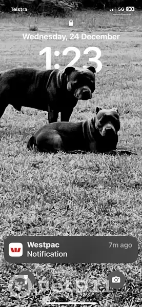 Lost: Friendly Blue Staffies in Yarra Ranges - photo