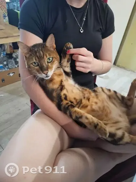 Lost Bengal Cat: Brown & Gold, Upton Way - photo