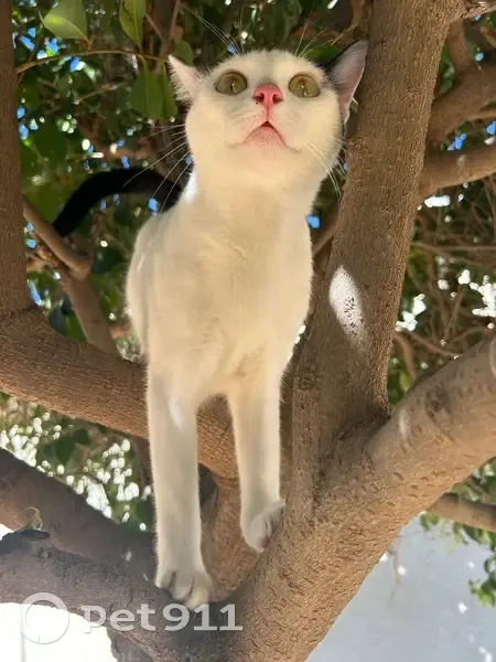 Lost Cat: Black & White, Green Eyes, Phoenix - photo