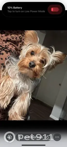 Lost Curly-Haired Dog in San Antonio - photo