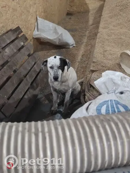 Зникла собака з цуценям у Наркевичах - photo