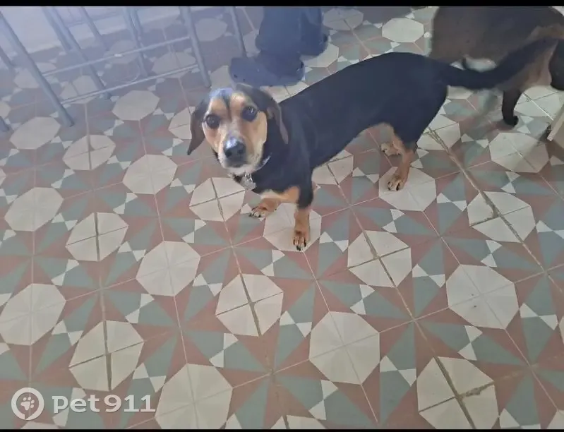 Perro Perdido en El Realengo: Pequeño y Tricolor - photo