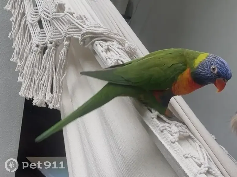 Lost Bird with Eye Bump in N. Beaches - photo