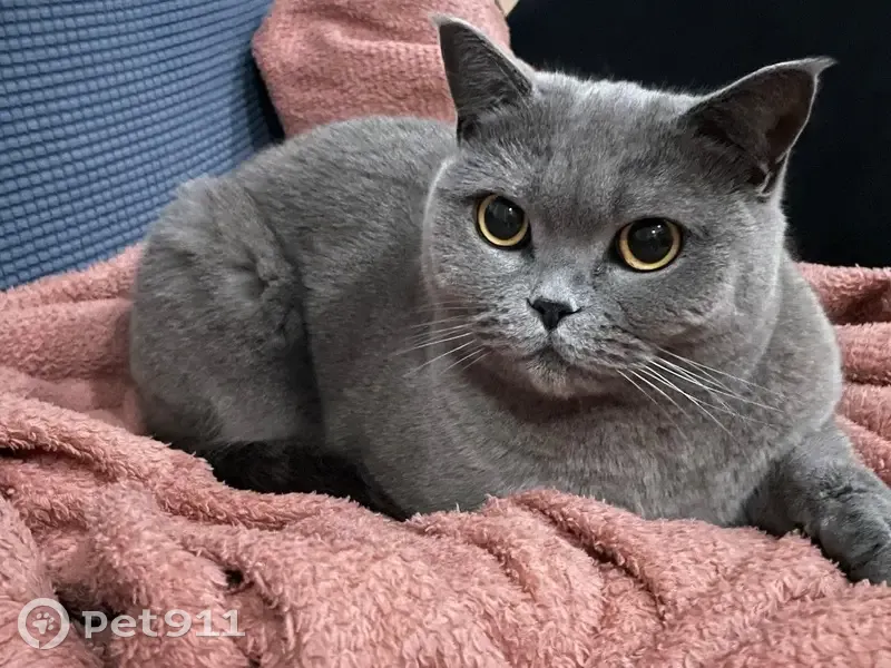 Gato British Shorthair gris perdido en Cornellà - photo