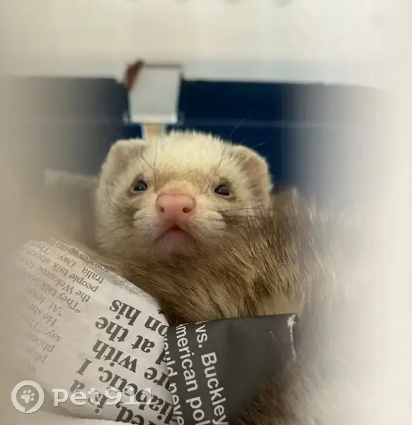 Protective Mama Hamster Lost: Pitt Ave - photo