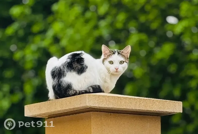 Chatte perdue à Herblay-sur-Seine - photo