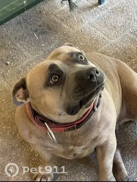 Friendly Brown Staffy Lost in Elimbah - photo
