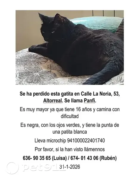 Gata Mayor Perdida en Altorreal: Negra con Mancha Blanca - photo
