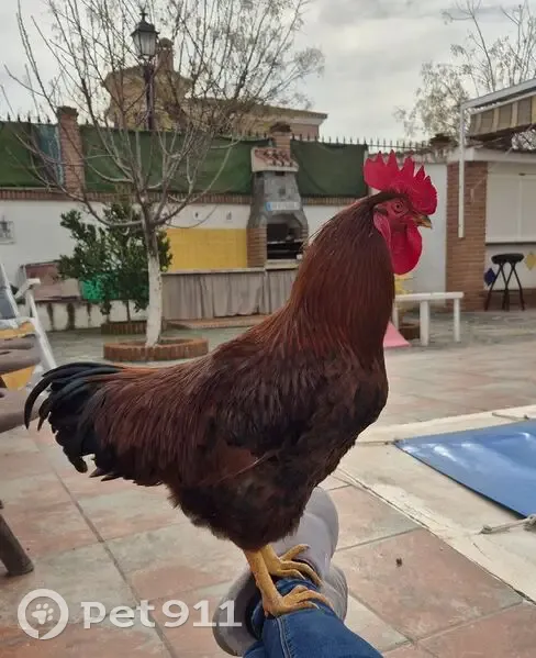 Ave Perdida en España: Marrón con Cola Verde - photo