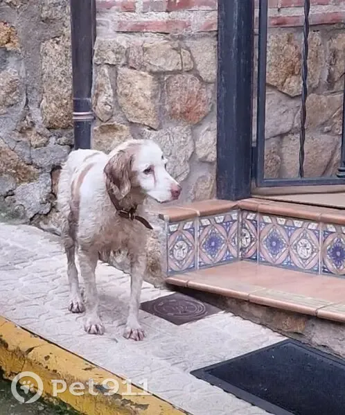 ¡Ayuda! Spaniel Bretón mayor extraviada - photo