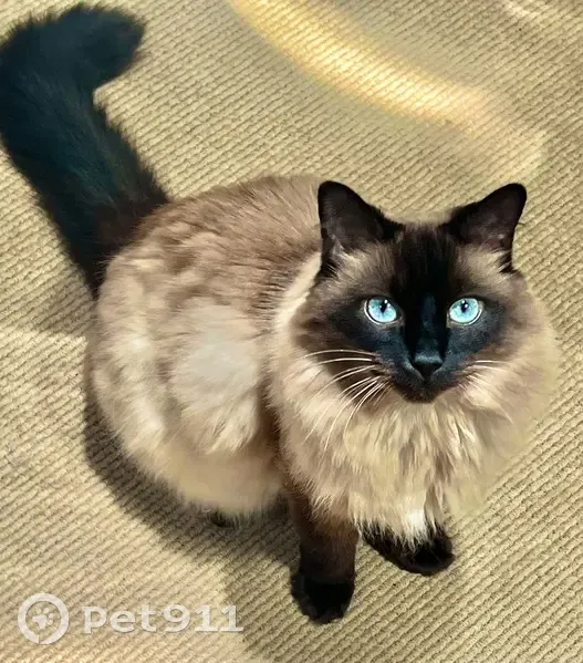 Lost 9lb Ragdoll Cat: Needs Medical Care - photo
