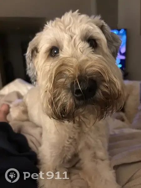 Lost Sweet Wheaten Dog on E 25th, Tulsa - photo