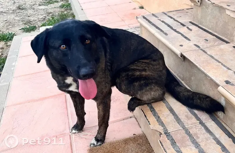 Perra Joven y Cariñosa Busca Hogar en Murcia - photo