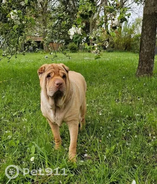 Sharpei fauve 9 ans perdue à Brassac - photo