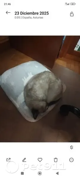 Urgente: Gata Siamesa Perdida en Oviedo - photo