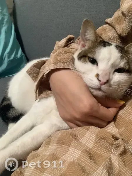 Lost Cat: White with Dark Patches, Fleet Ave - photo