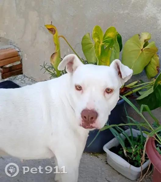 Cachorro encontrado Fêmea (brf002263) - photo