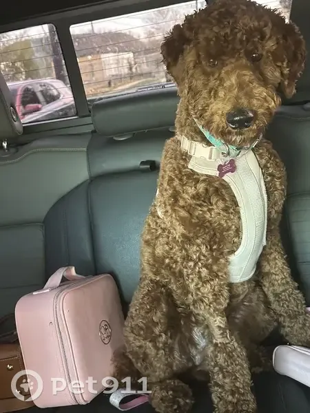 Lost Dog Alert: Bexley Dr, Houston - photo