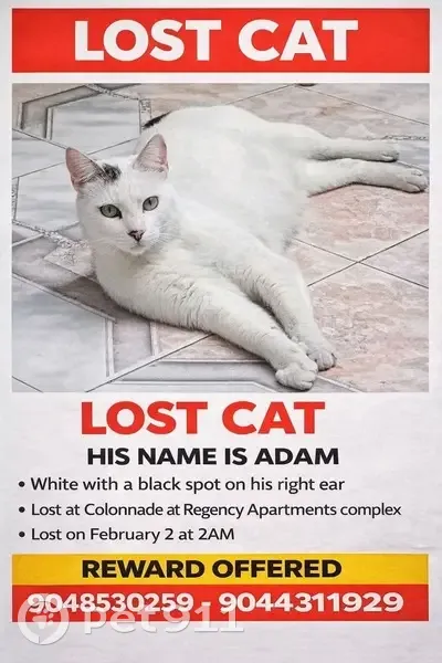 Lost Cat: White with Black Tail, Monument Rd - photo