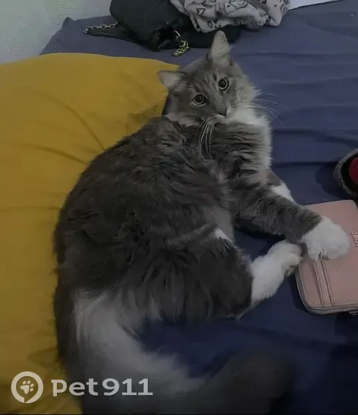 Se Busca: Gato Gris y Blanco Perdido en Cabo - photo