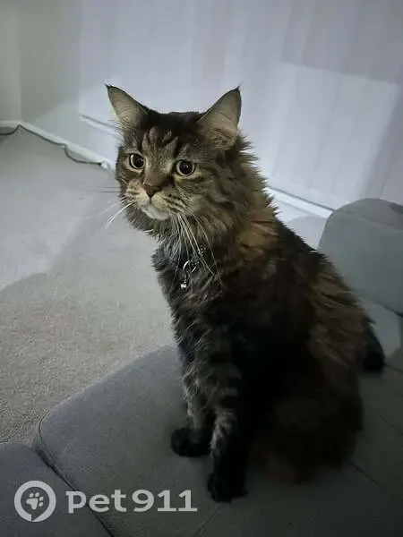 Lost Timid Tabby: Fluffy in Gold Coast - photo