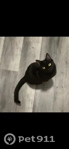 Lost Petite Black Cat in Peoria Area - photo