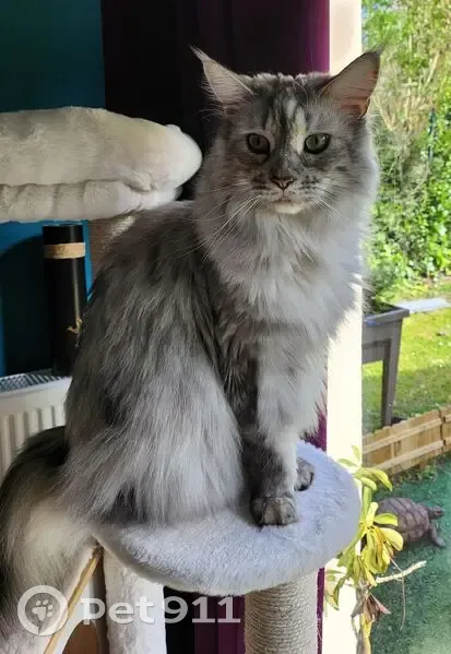 Chatte Main Coon perdue à Bayeux - photo