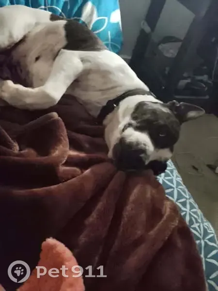 Help Find Rocky: Stolen Staffy in Melbourne - photo