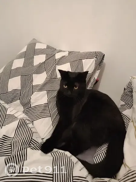Chat noir perdu, yeux jaunes, Éguilles - photo