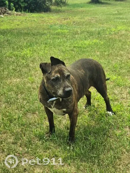 Lost Deaf Dog: Brindle Coat, Dixfield - photo