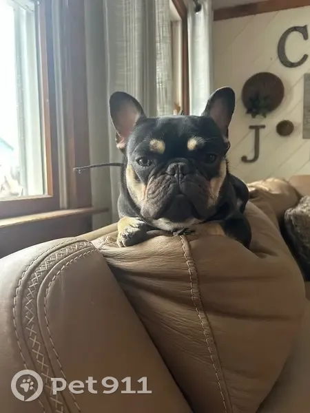 Lost Dog: Tan Eyebrows, 20 lbs, Lyndhurst - photo