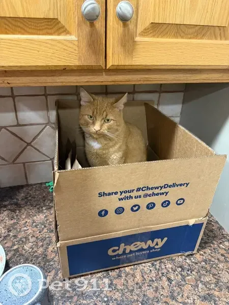Lost Friendly Tabby: Orange Coat, Middletown - photo
