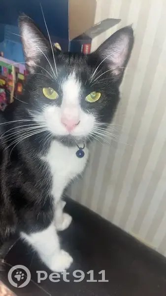 Lost Black & White Cat: Purple Collar, Brooklyn - photo