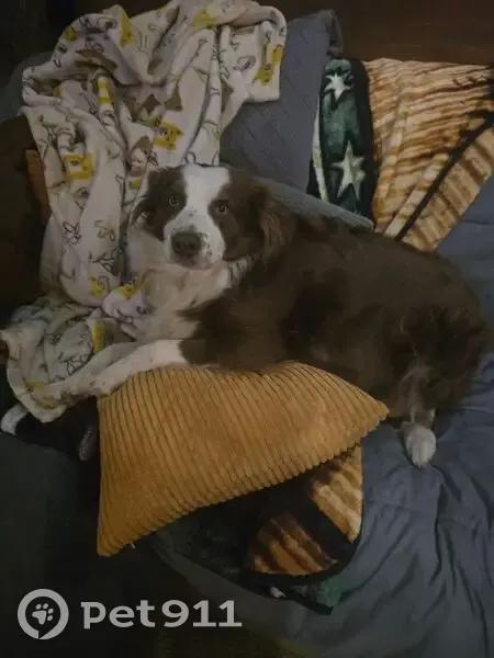 Lost Aussie Shepherd in Jeter Mountain - photo