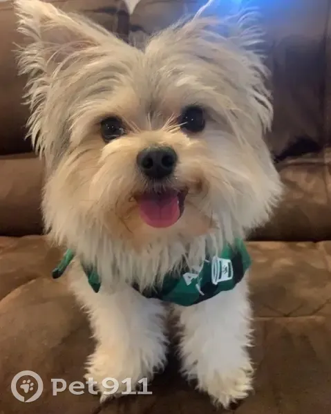 Lost Morkie: Fluffy Tail, Cherry Laurel Dr - photo