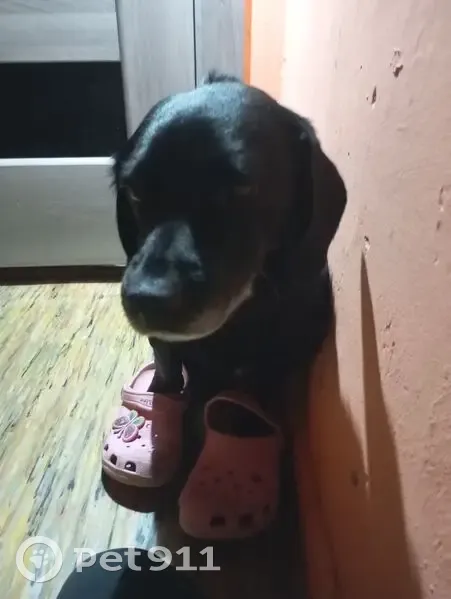 Зникла чорна собака в районі Довгого Озера - photo