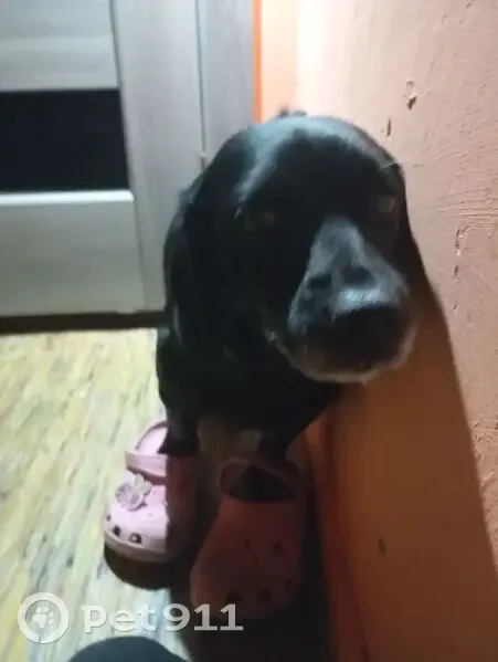 Зникла чорна собака на Довгому Озері - photo