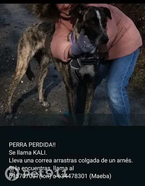 Perro Atigrado Perdido en Vitoria: Ayuda - photo
