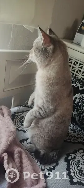 ¡Gato Perdido! Cola Corta en Zuera - photo