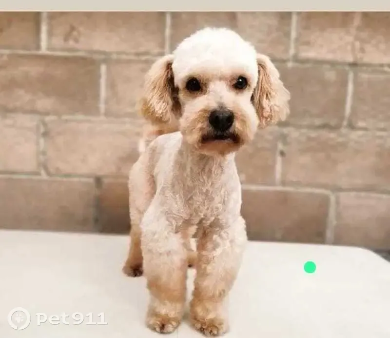 ¡Perro Maltés Perdido en Estado de México! - photo